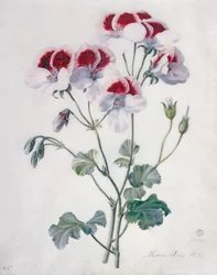 Storchschnabel